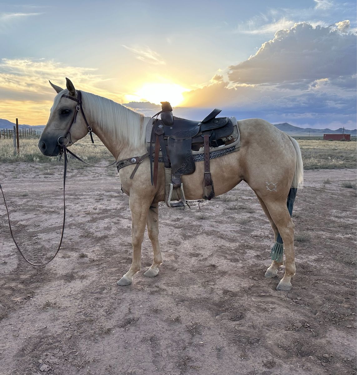 3 year old Palomino Mare