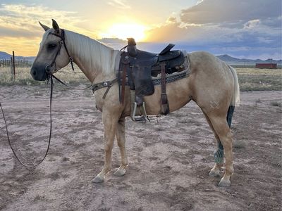 3 year old Palomino Mare