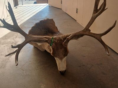 vintage 32 inch mule deer mount 700.00