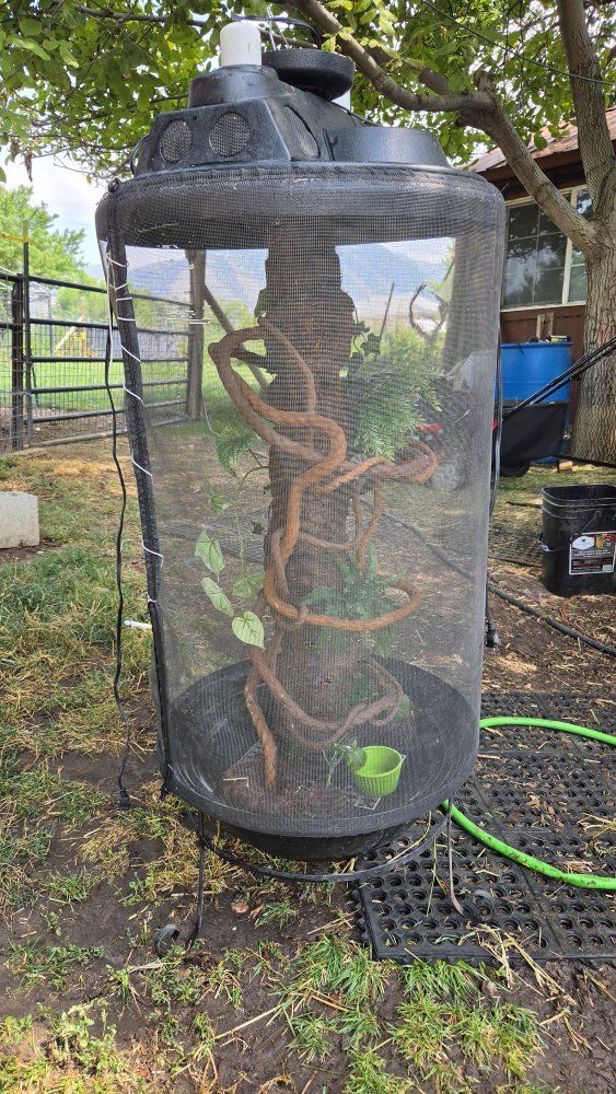 chameleon cage / condo