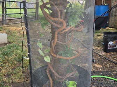 chameleon cage / condo