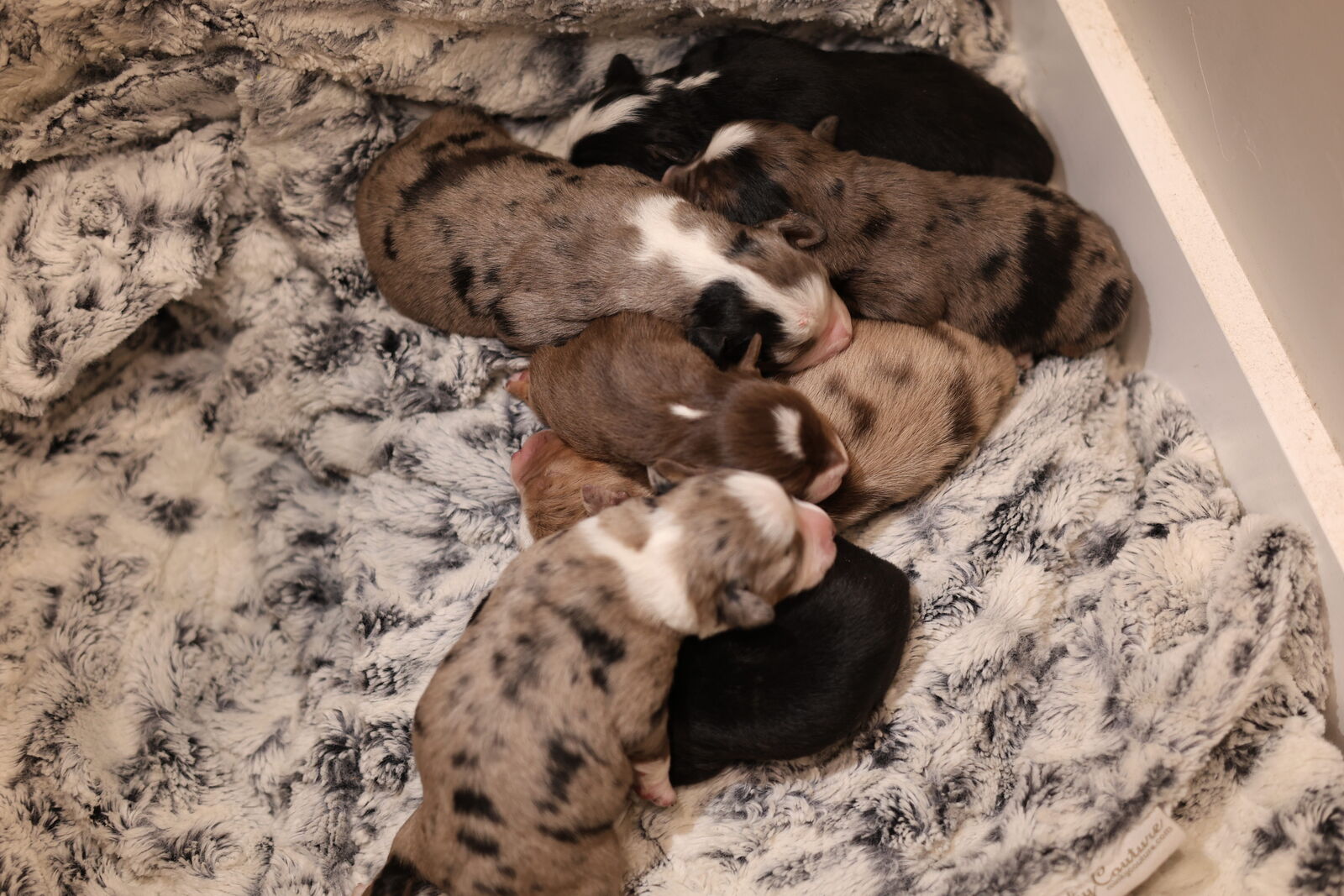 Purebred Mini Aussies