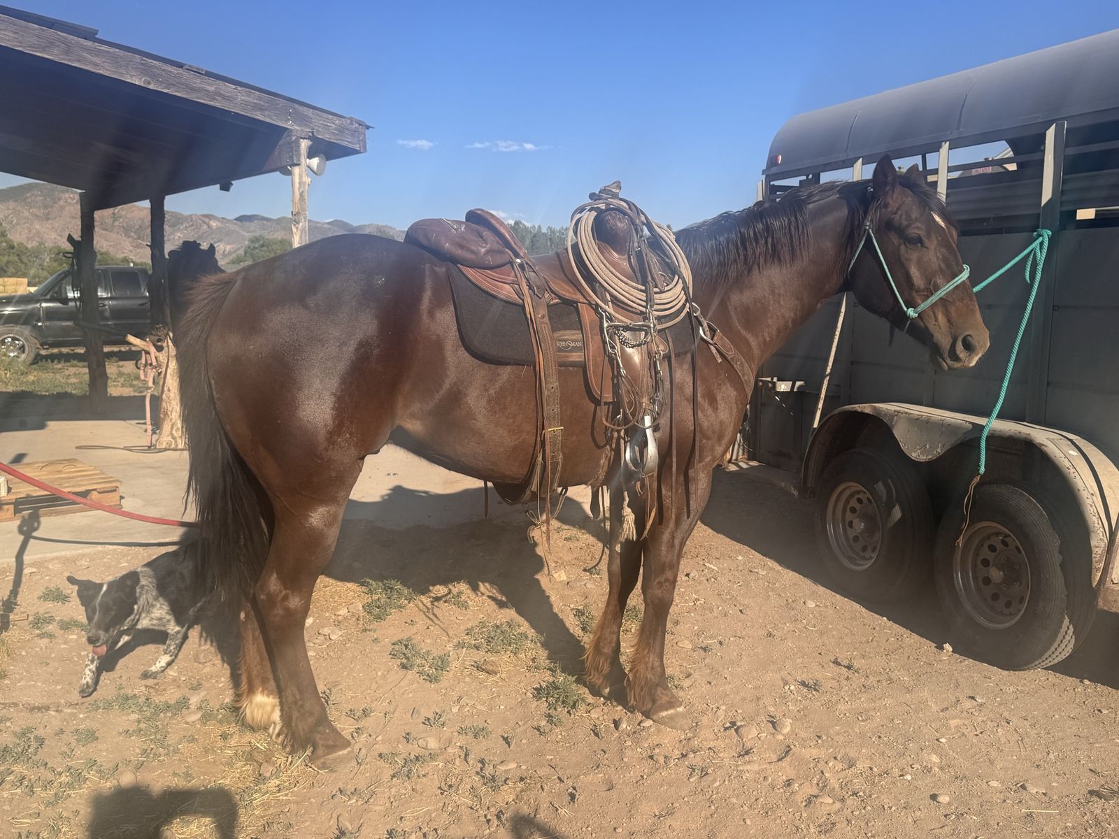 7-Year-Old Handy Gelding - 15.1 Hands, Neck Reins - Broke and Built, Ready to Work