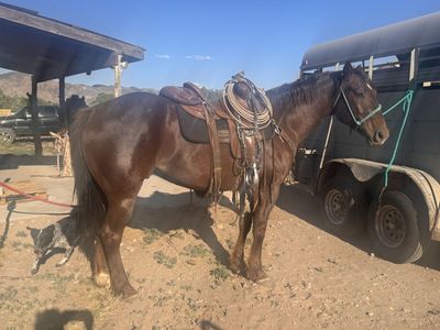 7-Year-Old Handy Gelding - 15.1 Hands, Neck Reins - Broke and Built, Ready to Work
