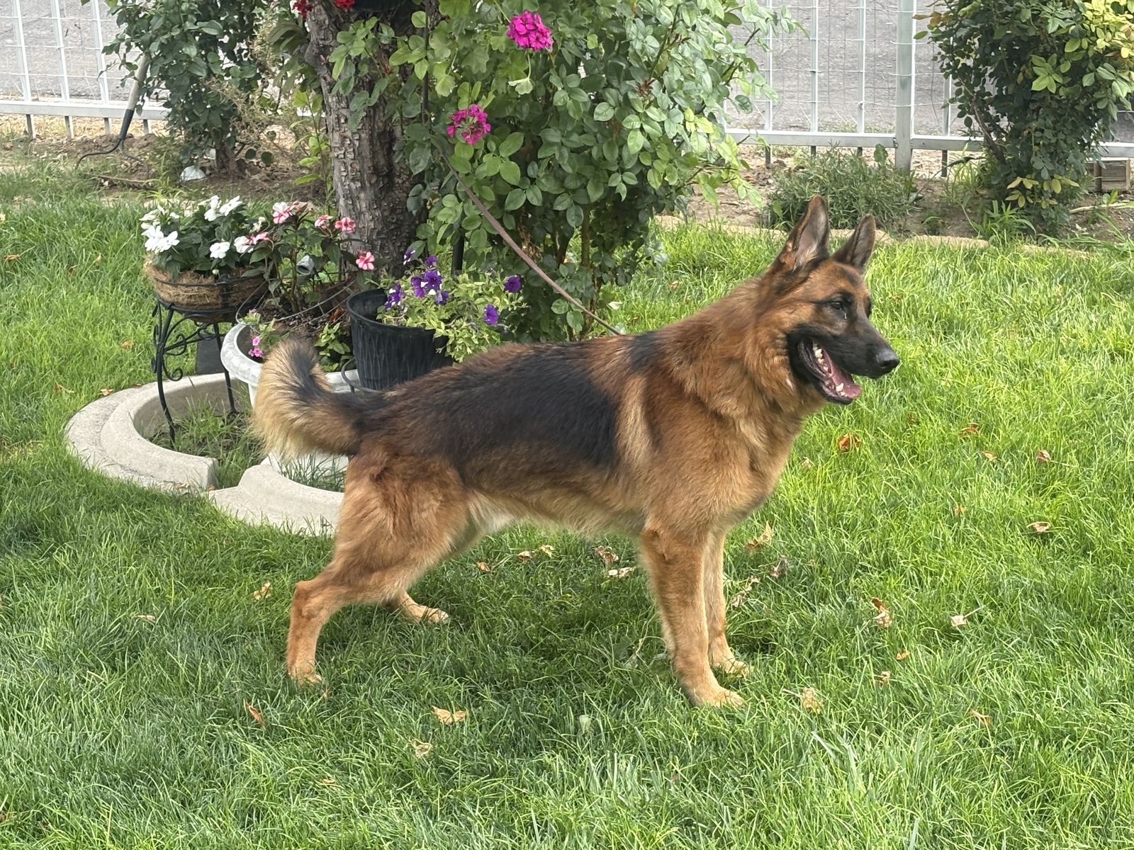AKC Puppies