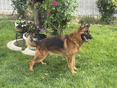 AKC Puppies