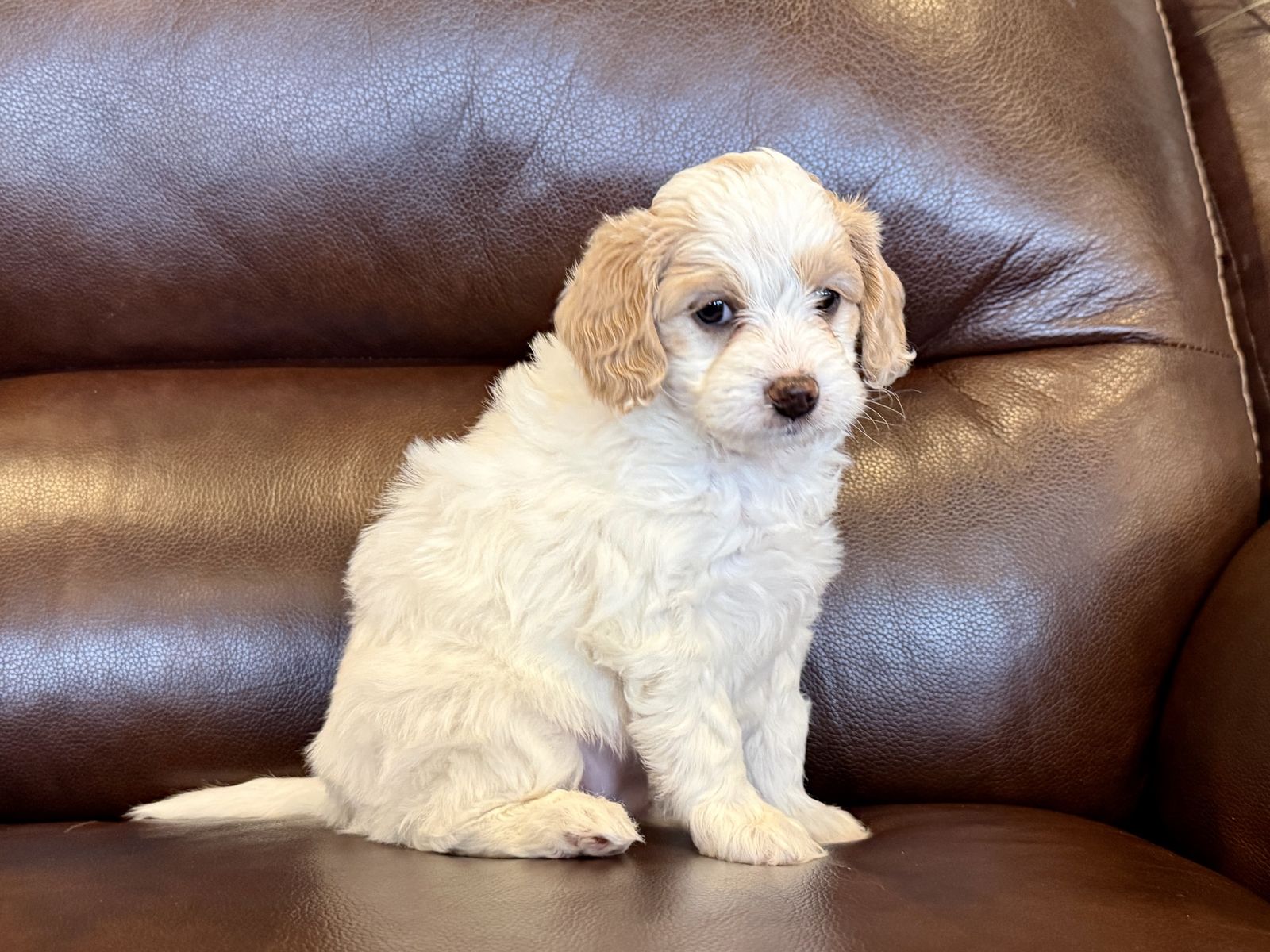 Goldendoodles - mini & toy, potty trained