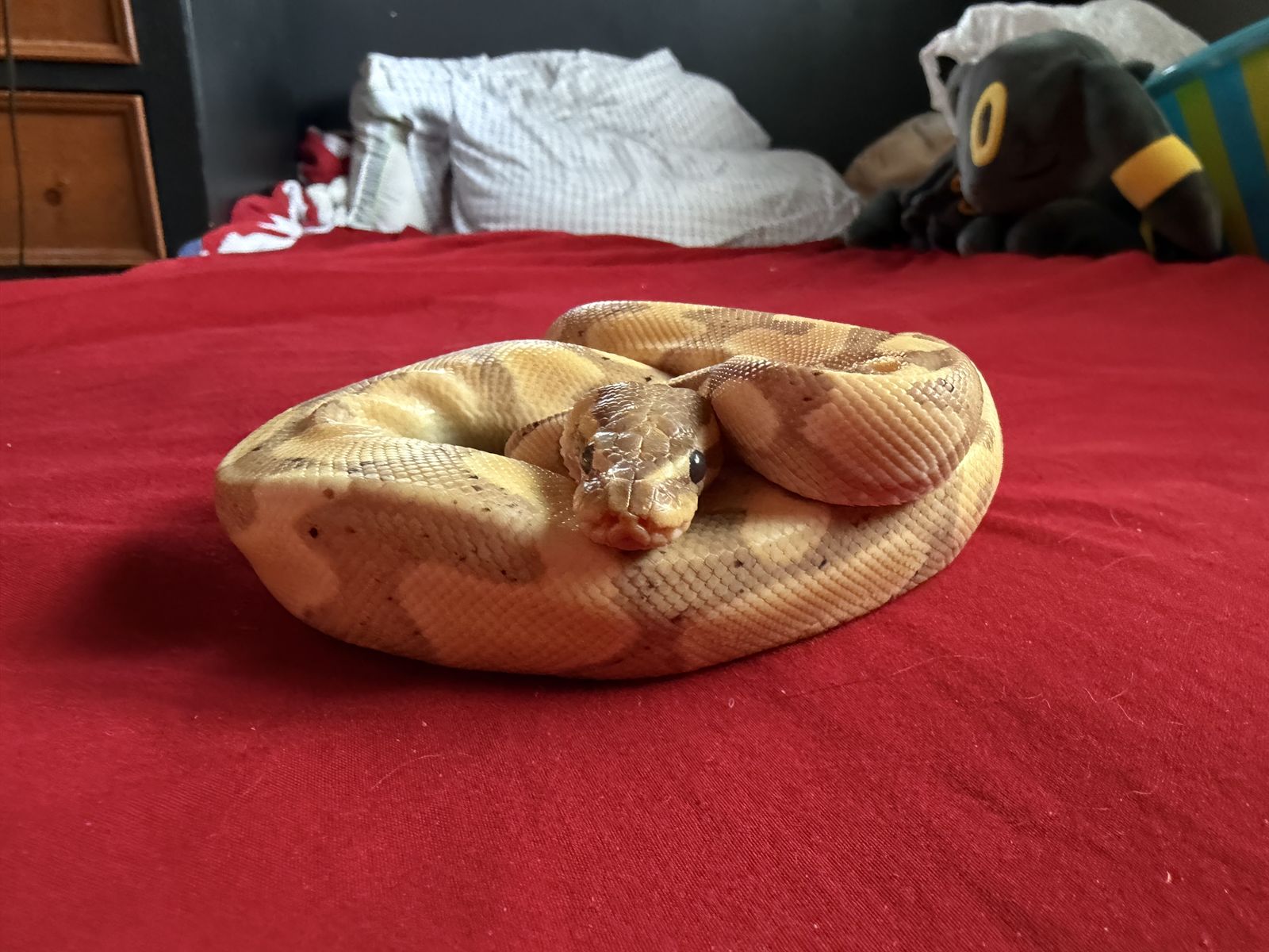 Banana ball python