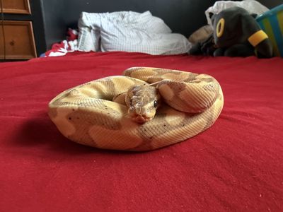 Banana ball python