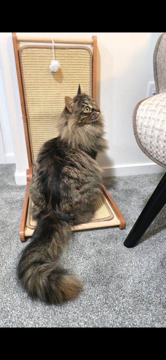 hypoallergenic siberian cat