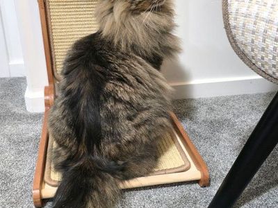 hypoallergenic siberian cat