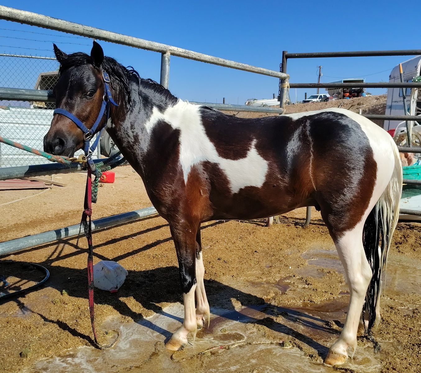 Mini paint stallion