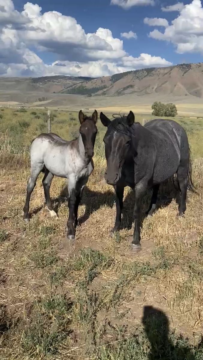 Blue roan Half Draft Stud Colt 