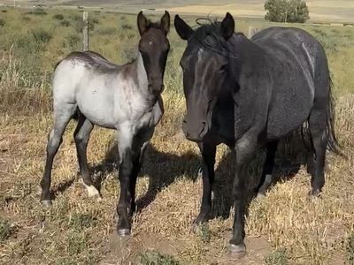 Blue roan Half Draft Stud Colt