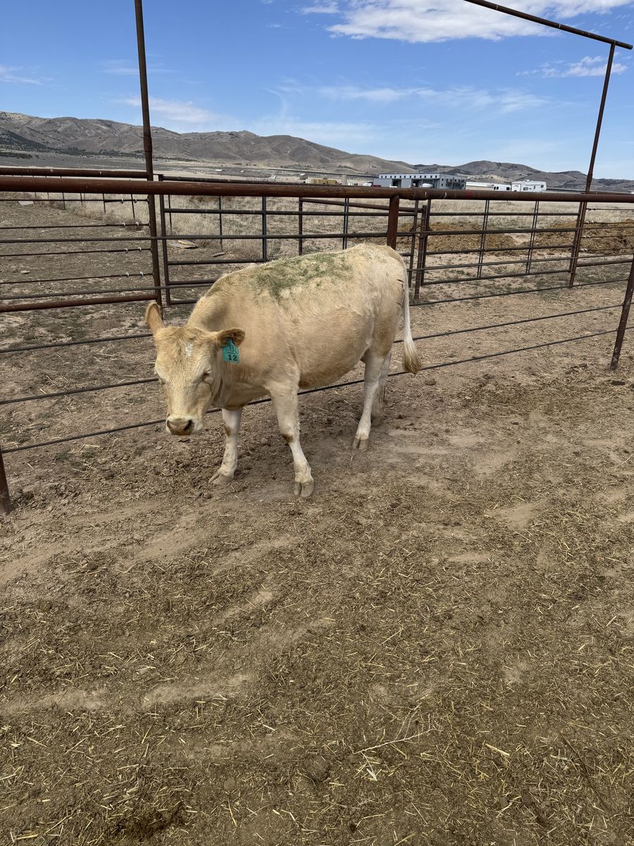 Charolais Bred Heifer