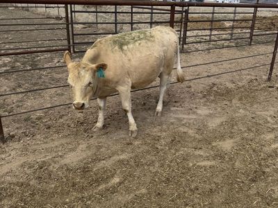 Charolais Bred Heifer