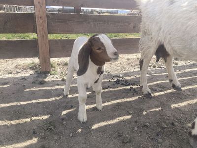 Boer Baby Goats
