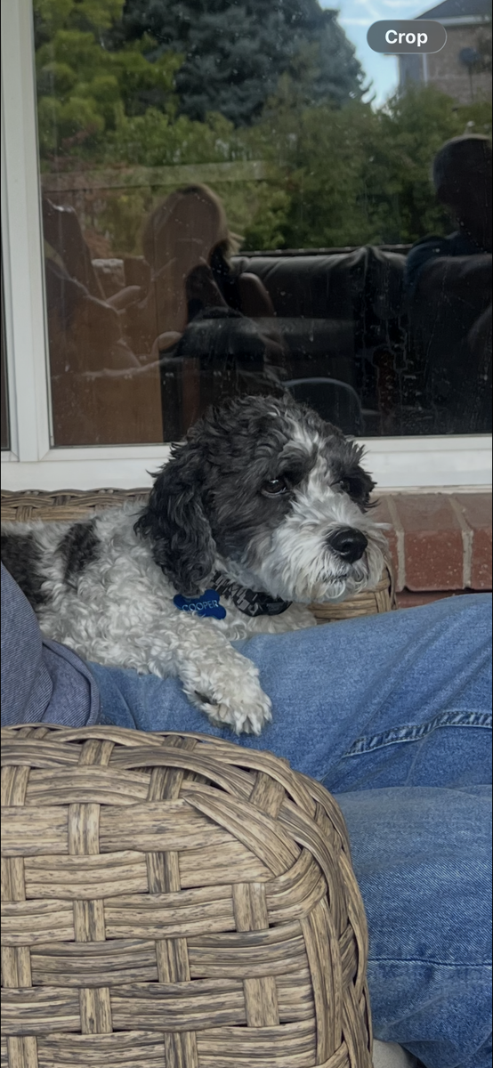 Lost Dog in Farr West