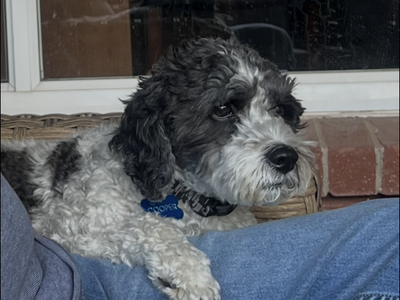 Lost Dog in Farr West