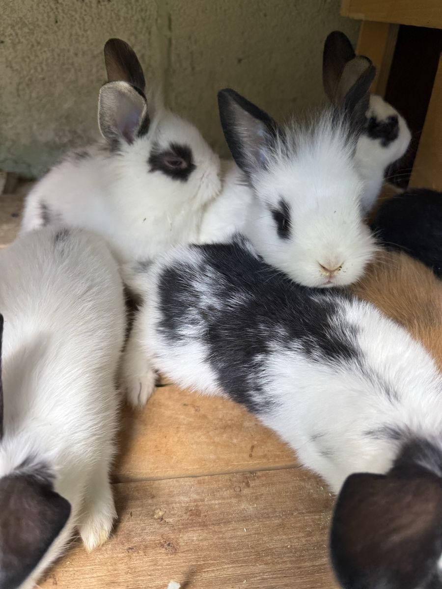 Free bunnies