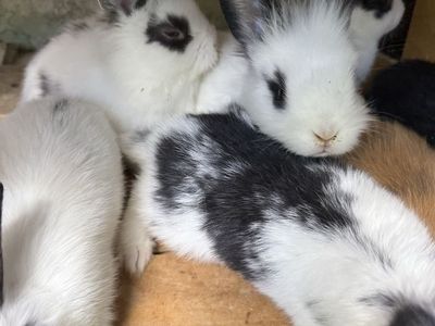 Free bunnies