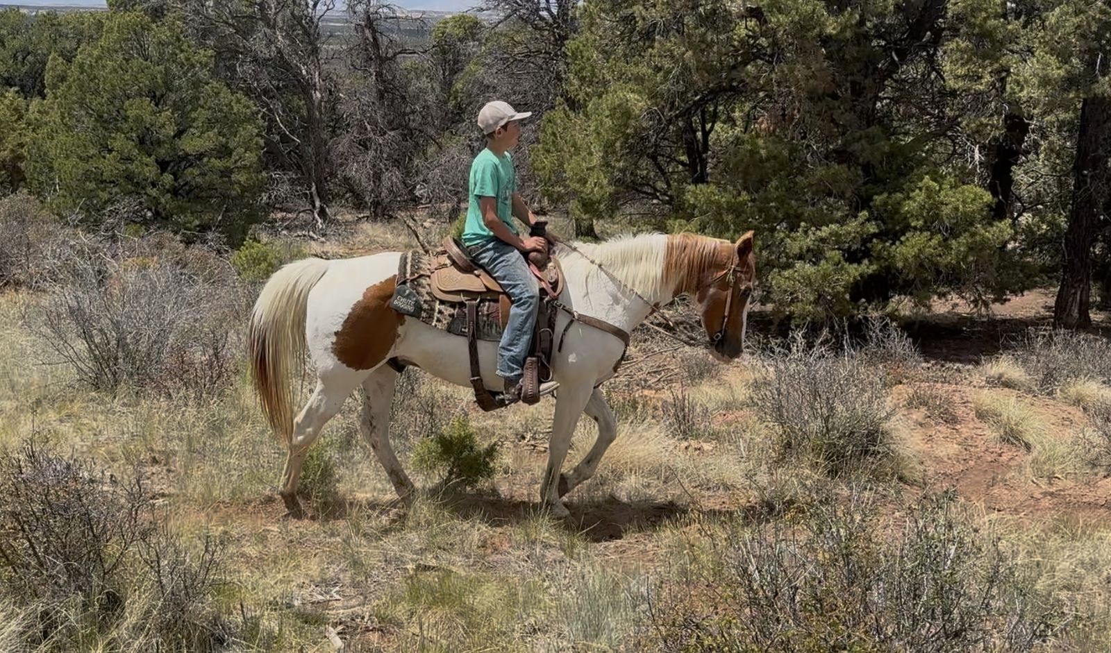Awesome safe fun gelding!