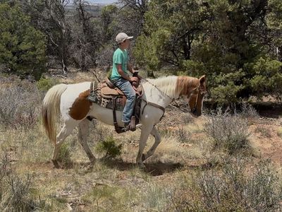 Awesome safe fun gelding!