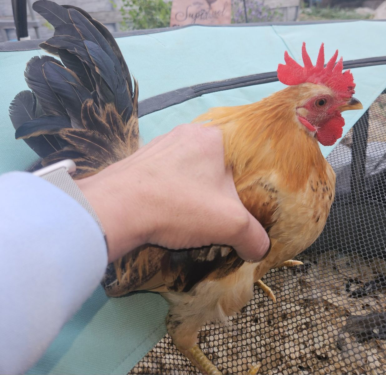 Serama Rooster