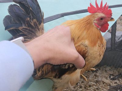 Serama Rooster
