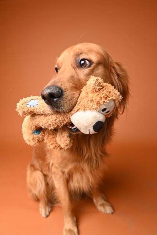 Theo! AKC Registered Golden Retriever for Stud ISO pick of the litter, no stud fee. Standard or show line preferred