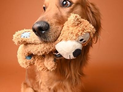 Theo! AKC Registered Golden Retriever for Stud ISO pick of the litter, no stud fee. Standard or show line preferred