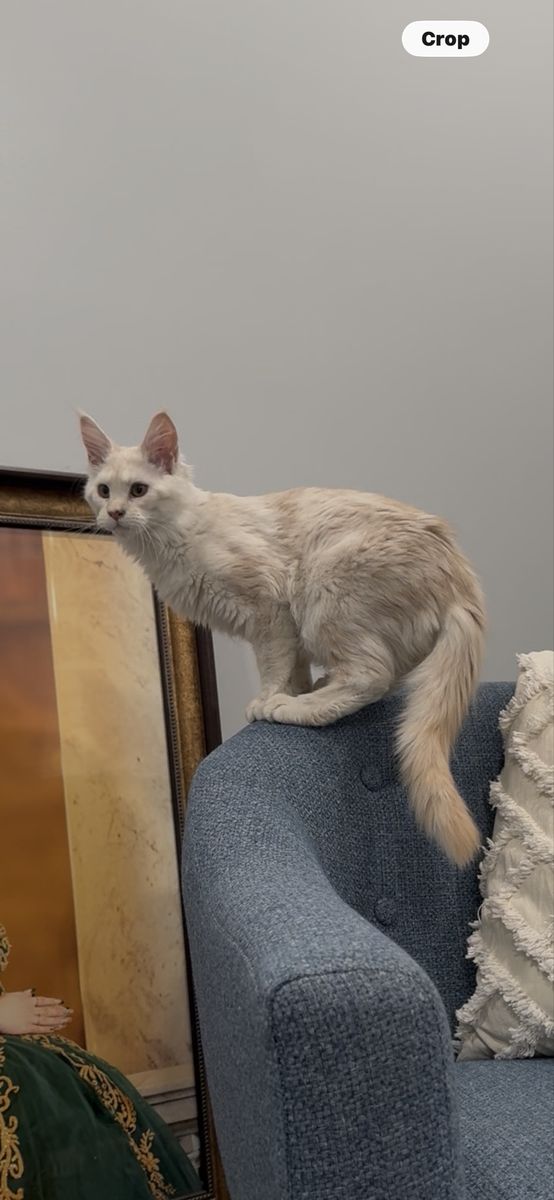 Mainecoon Male TICA And CFA