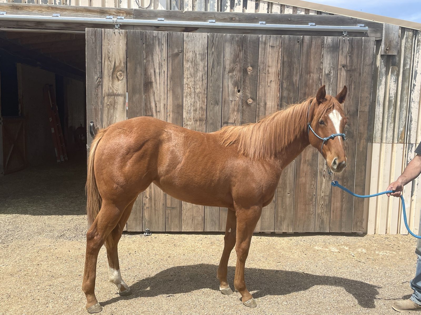 Eye Am King Yearling Filly