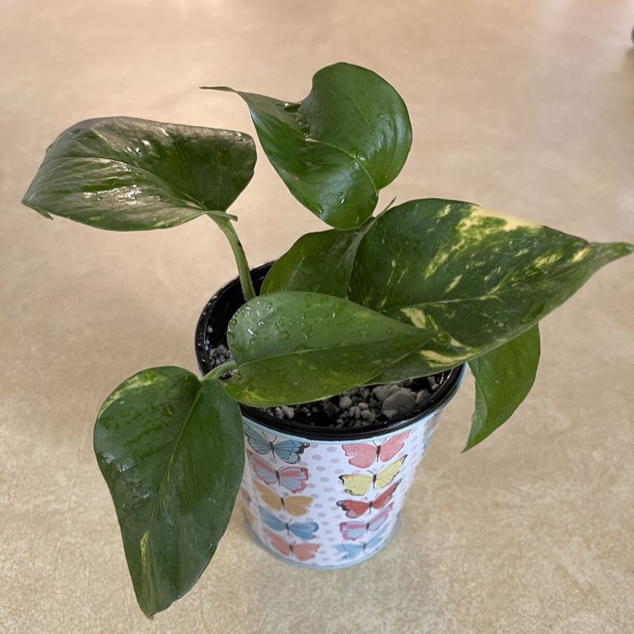 Golden Pothos plant