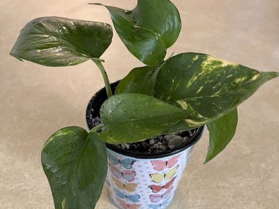 Golden Pothos plant