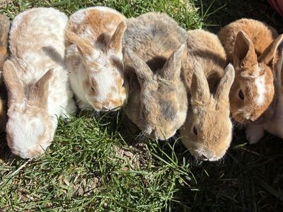 Pure Standard Rex Rabbits