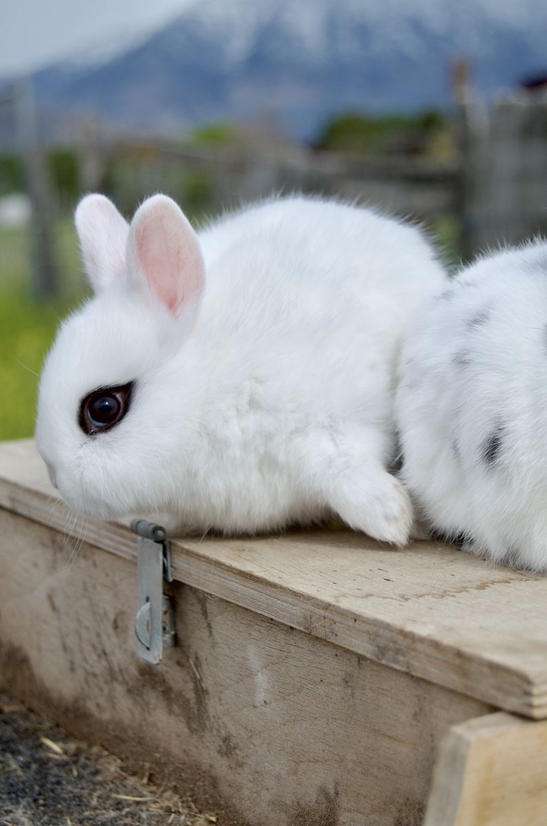 TINY Baby Dwarf Hotot *RARE*