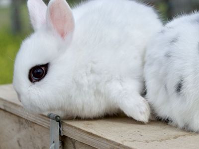 TINY Baby Dwarf Hotot *RARE*
