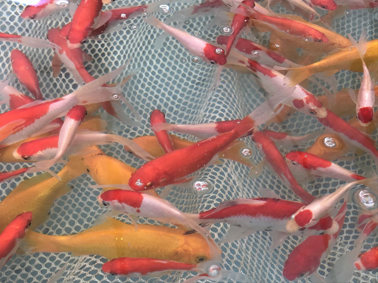 Sarasa Comets Fish, 5-7”