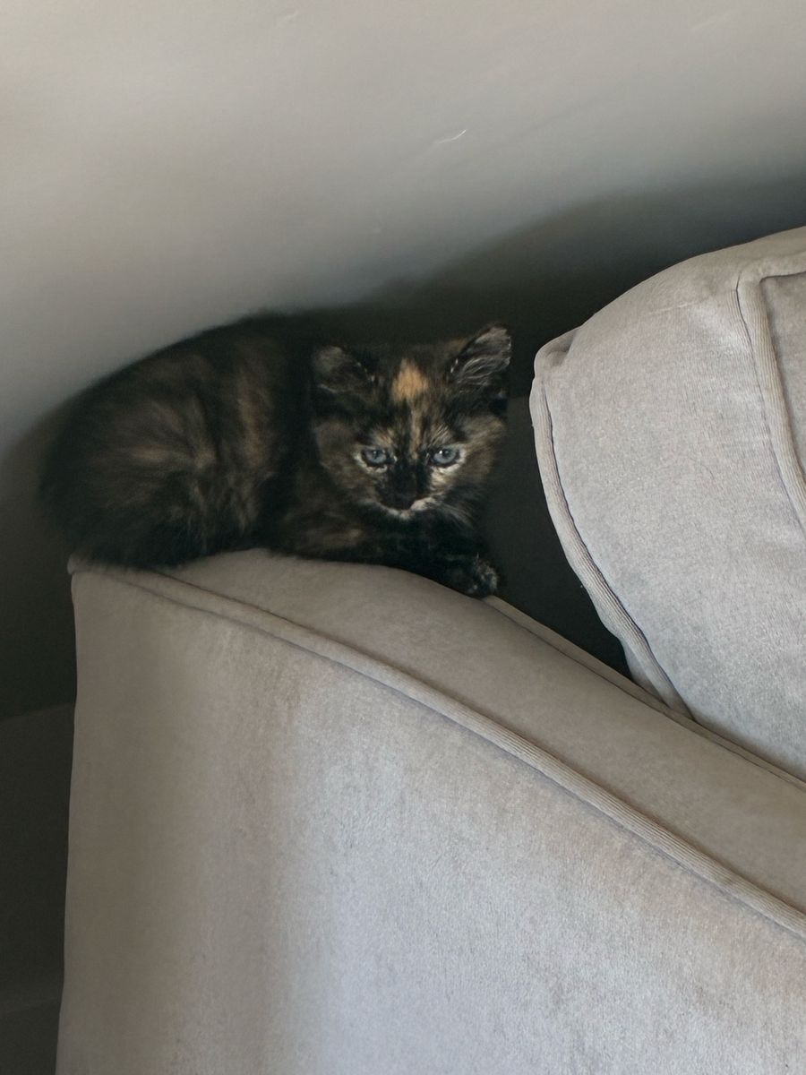 Kittens - Vet Checked & Dewormed (Calico, Black, Gray)