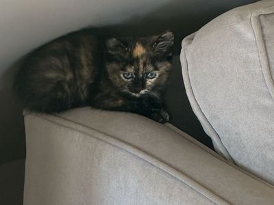 Kittens - Vet Checked & Dewormed (Calico, Black, Gray)