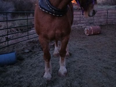 Belgian gelding