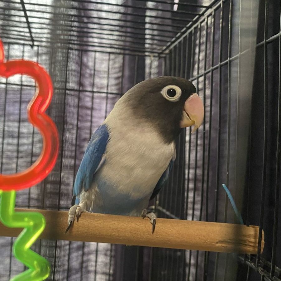 Cobalt blue lovebird