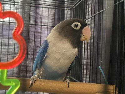 Cobalt blue lovebird