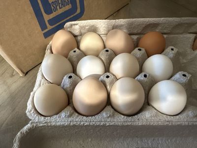 Backyard fresh eggs