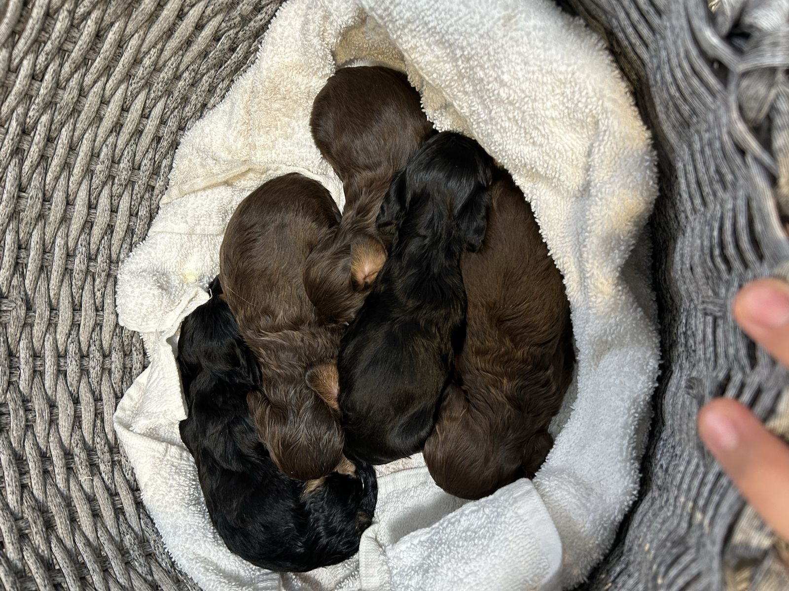 Long haired mini Dachshund puppies!