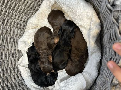 Long haired mini Dachshund puppies!