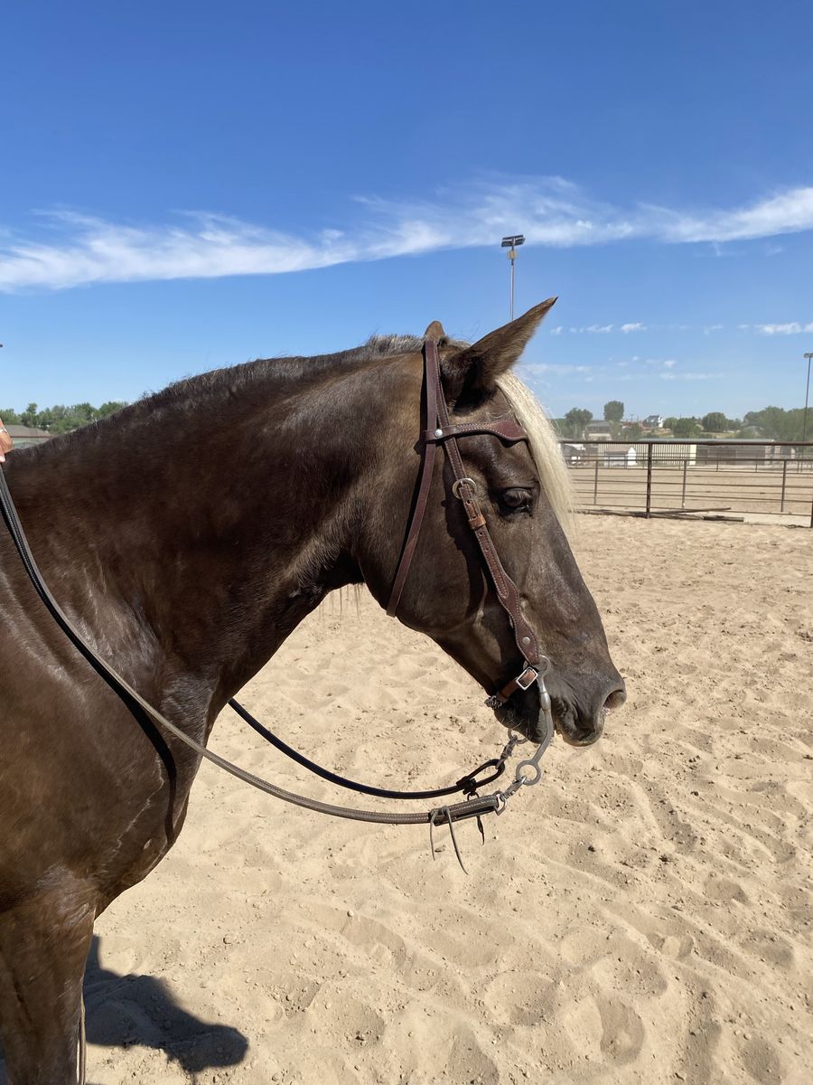 Gaited Rocky Mountain Gelding