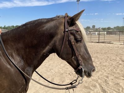 Gaited Rocky Mountain Gelding