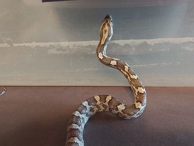 Young Cornsnakes